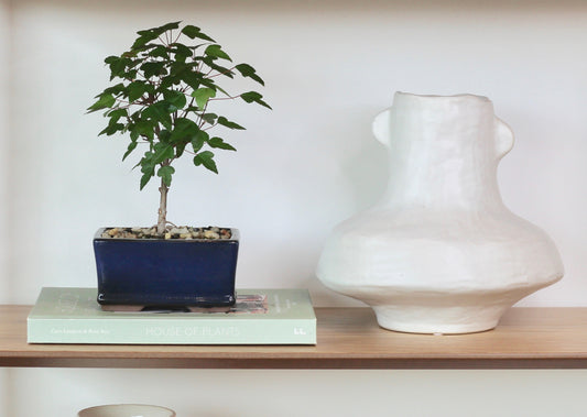 Bonsai - Trident Maple - Kat - 25cm