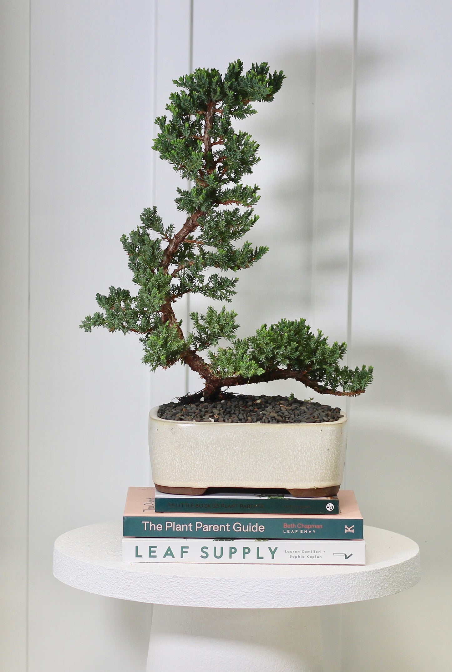 Bonsai - Juniper - Eli - 46cm