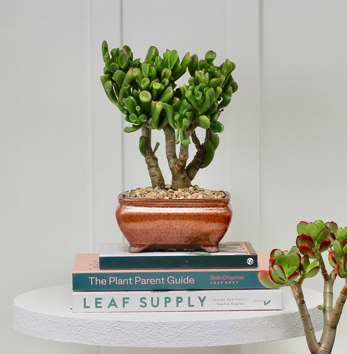 Bonsai - Crassula Ovata - Rooke - 24cm