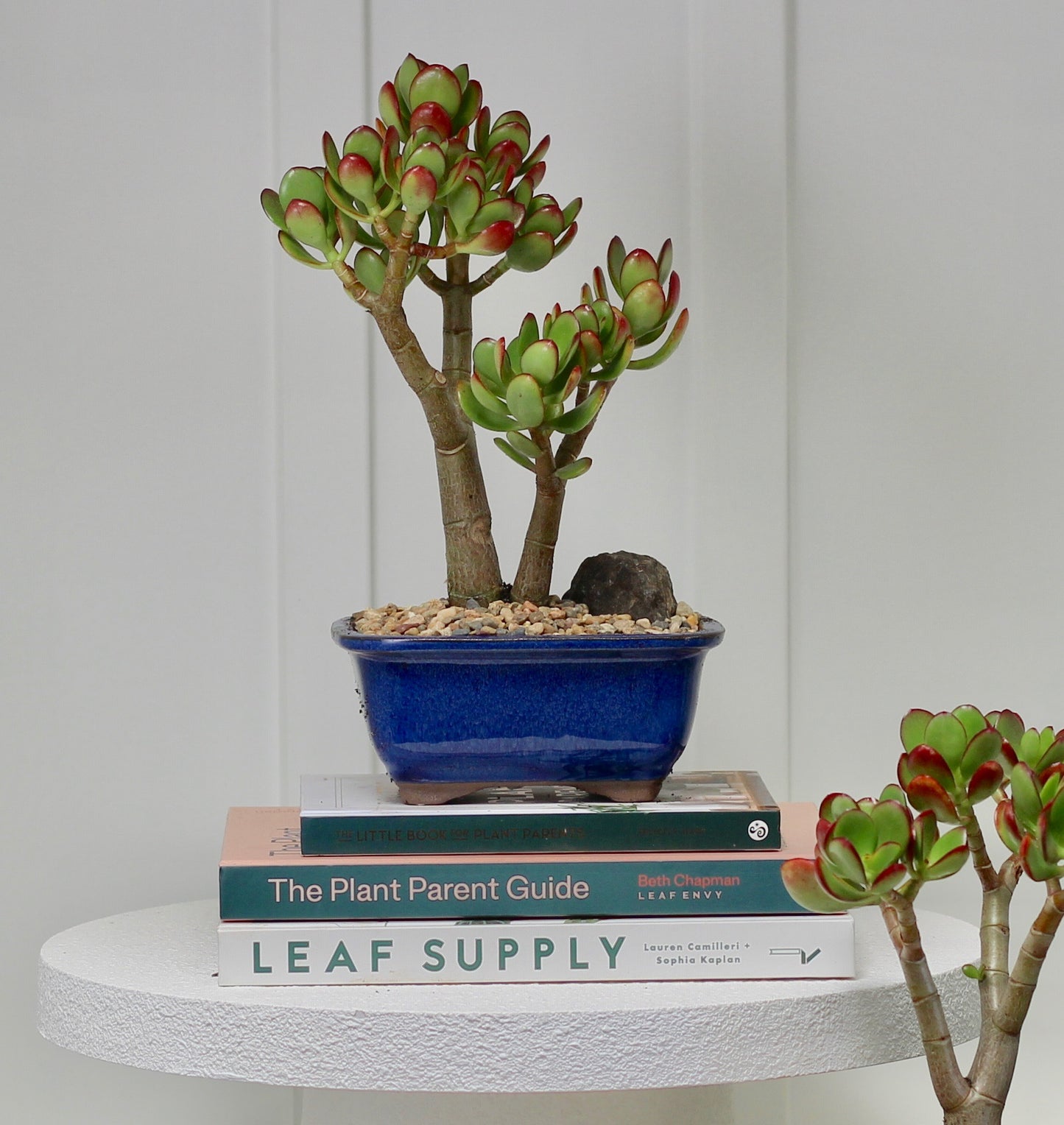 Bonsai - Crassula Ovata - Harry - 24cm