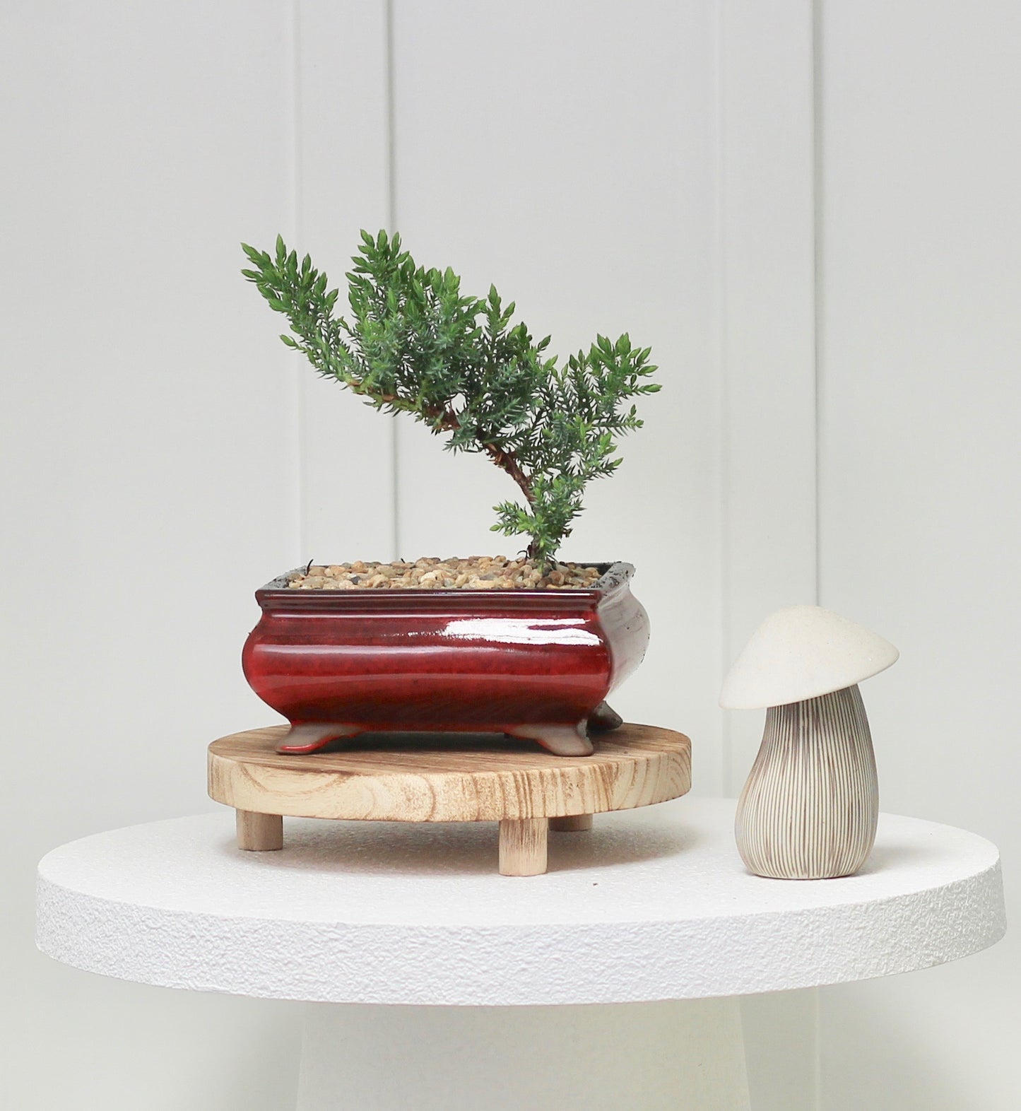 Bonsai - Juniper - Bella - 19cm