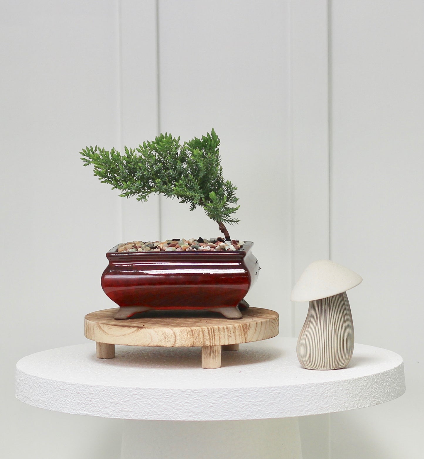 Bonsai - Juniper - Emily - 19cm