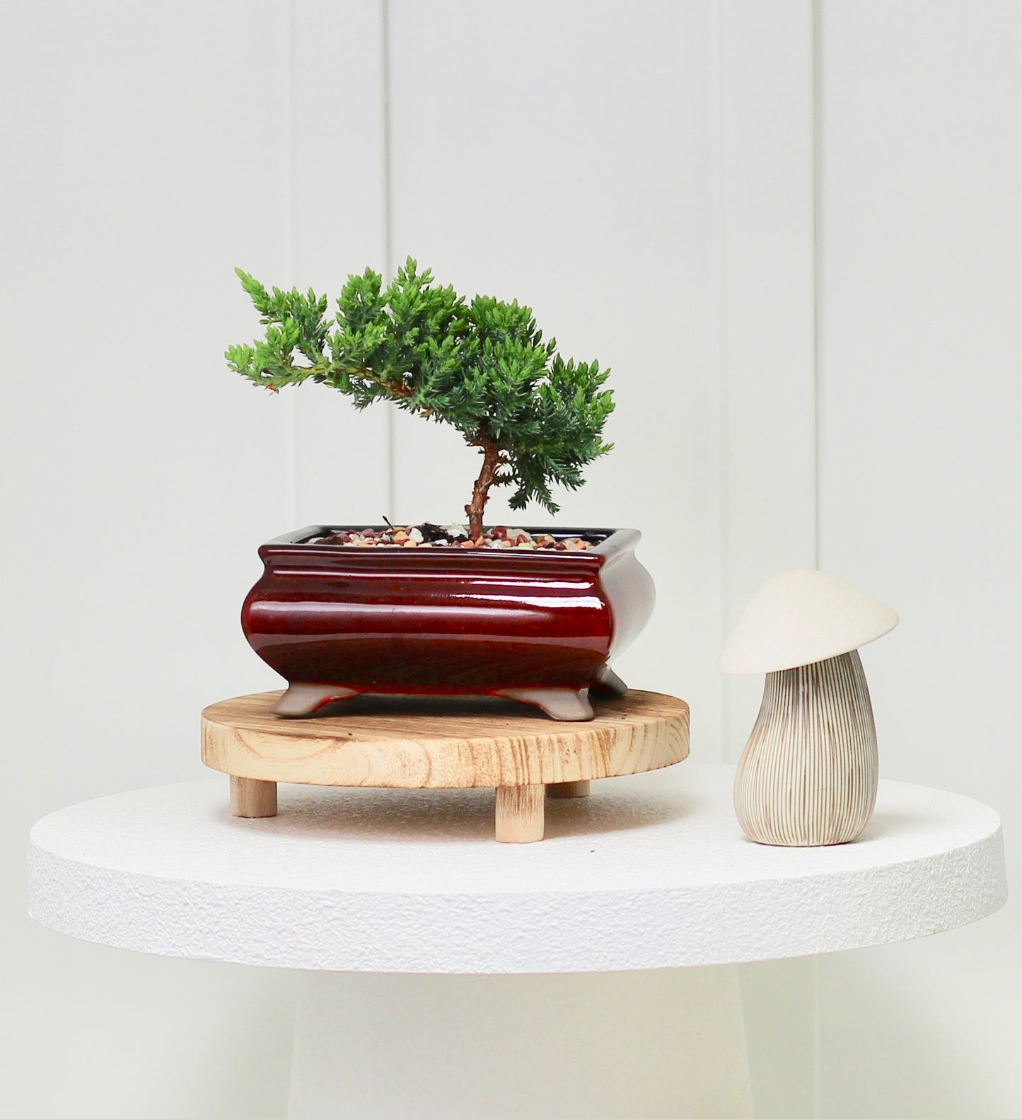 Bonsai - Juniper - Lucy - 19cm