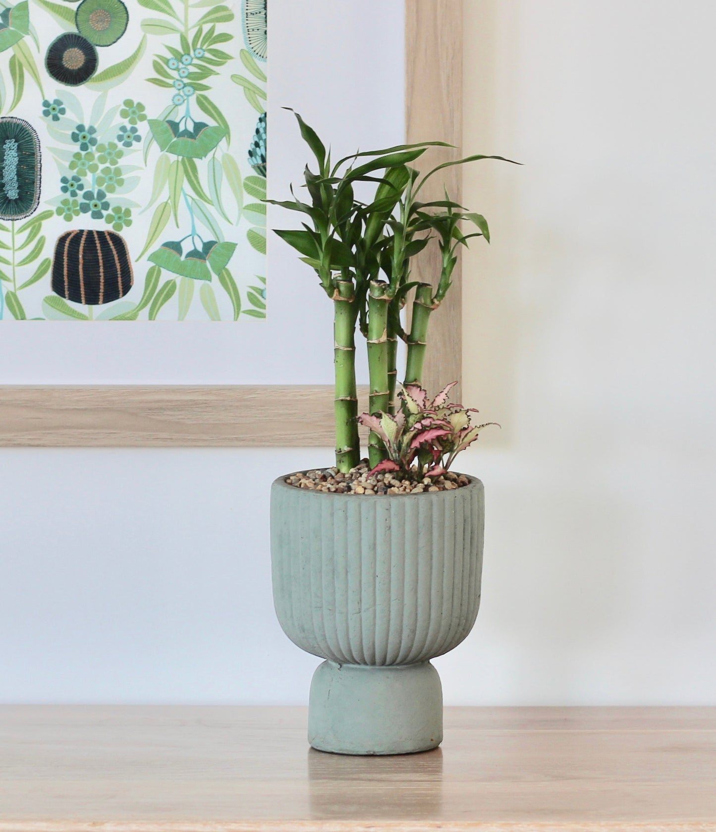 Lucky Bamboo - Kazoko - 37cm