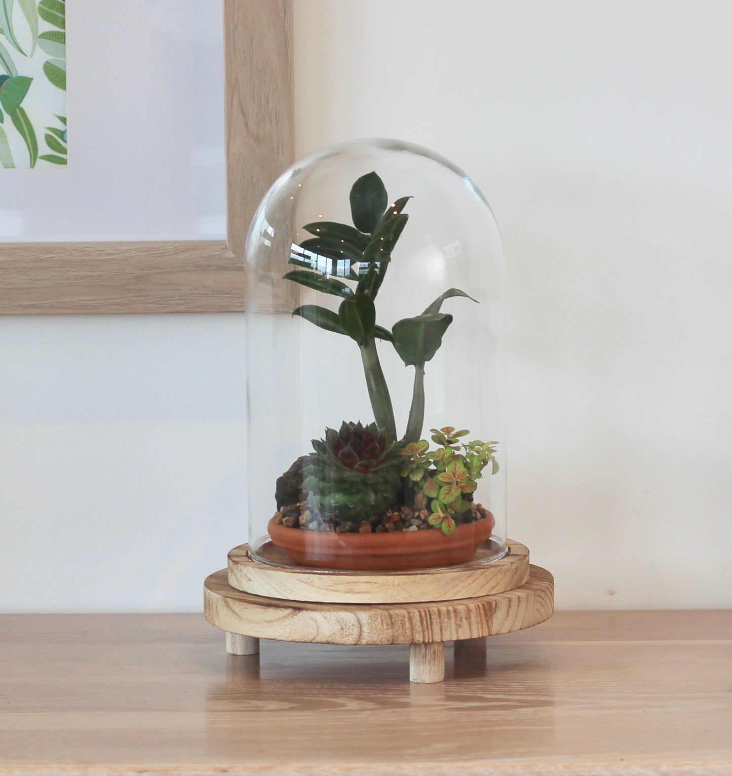 Bonsai Terrarium -Zanzibar Gem -  家族 - Kazoku - 24cm