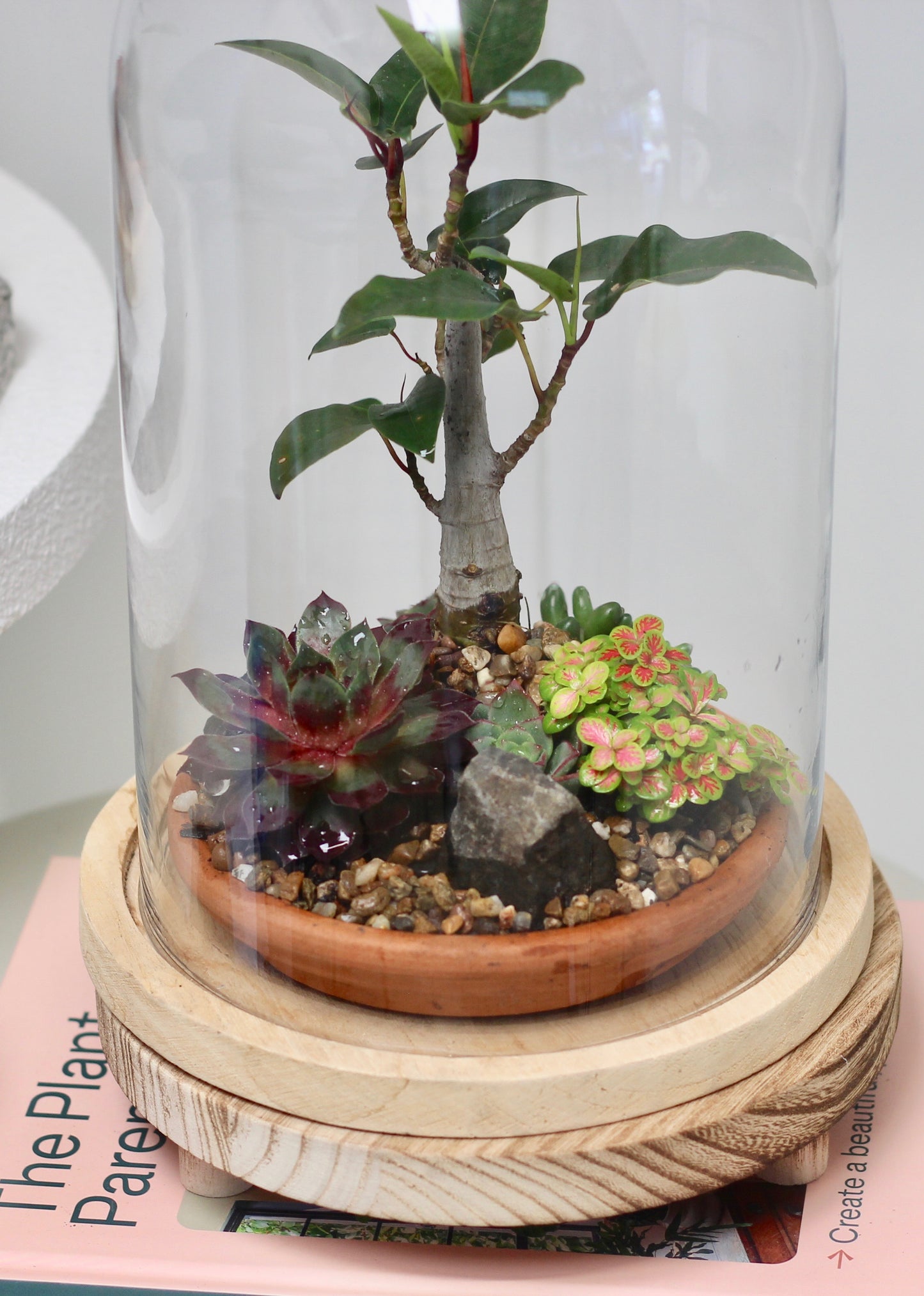 Bonsai Terrarium - Port Jackson Fig - 友情 - Yūjō 30cm