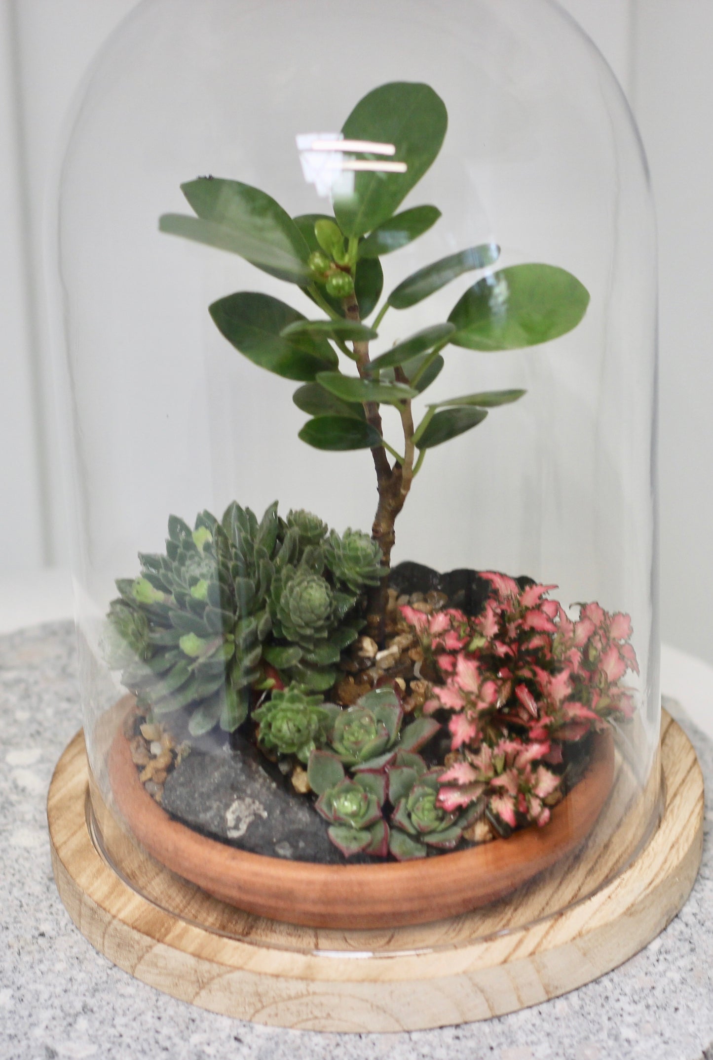 Bonsai Terrarium - Ficus Benjamina - 友情 - Yūjō 24cm