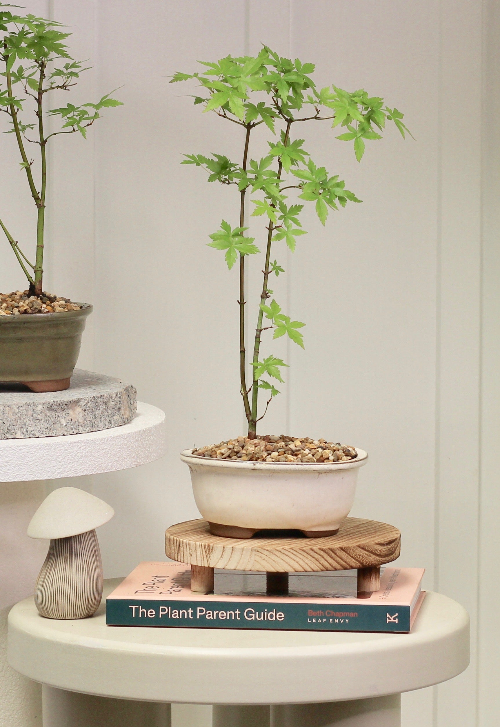 Bonsai - Trident Maple - Kate