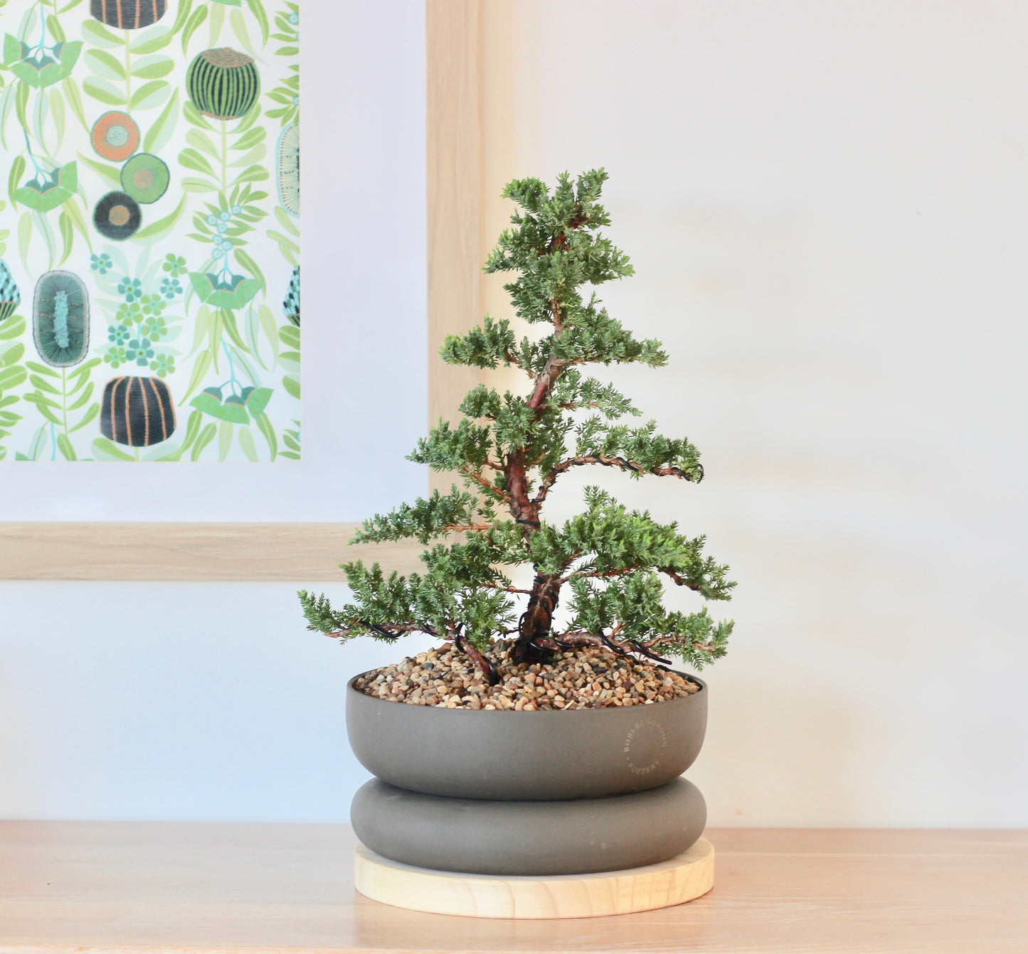 Bonsai - Juniper - Elvis - 49cm