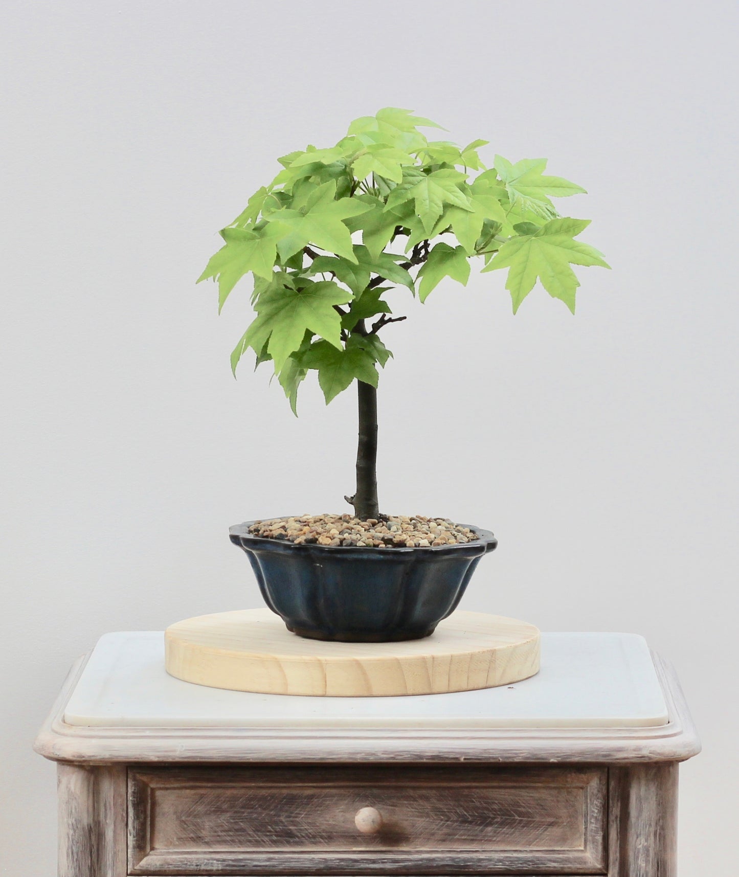Bonsai - Liquid Amber - Jessica - 33cm
