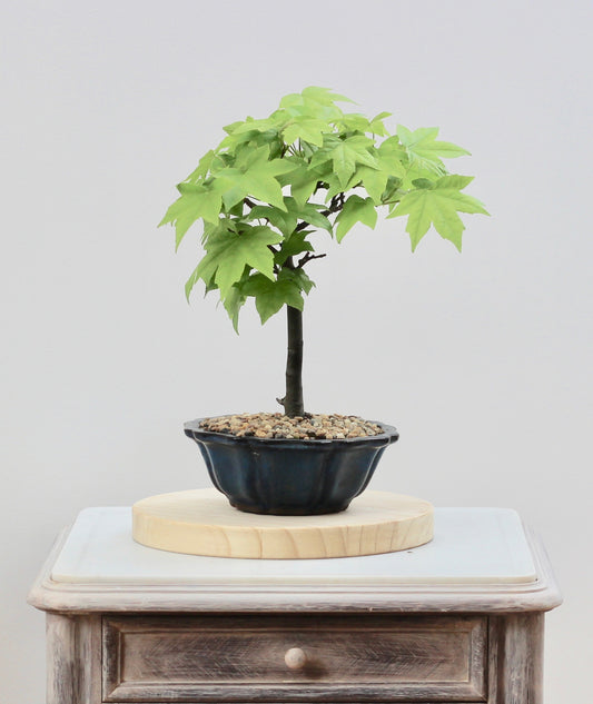 Bonsai - Liquid Amber - Jessica - 33cm