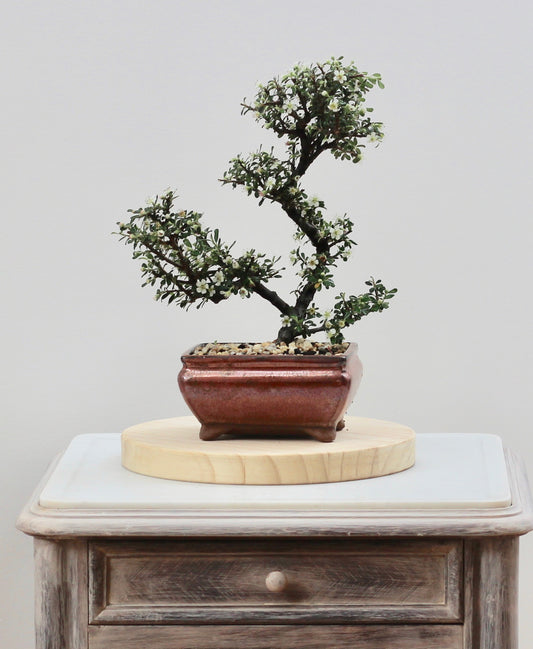 Bonsai - Flowering Cotoneaster - Alana - 32cm