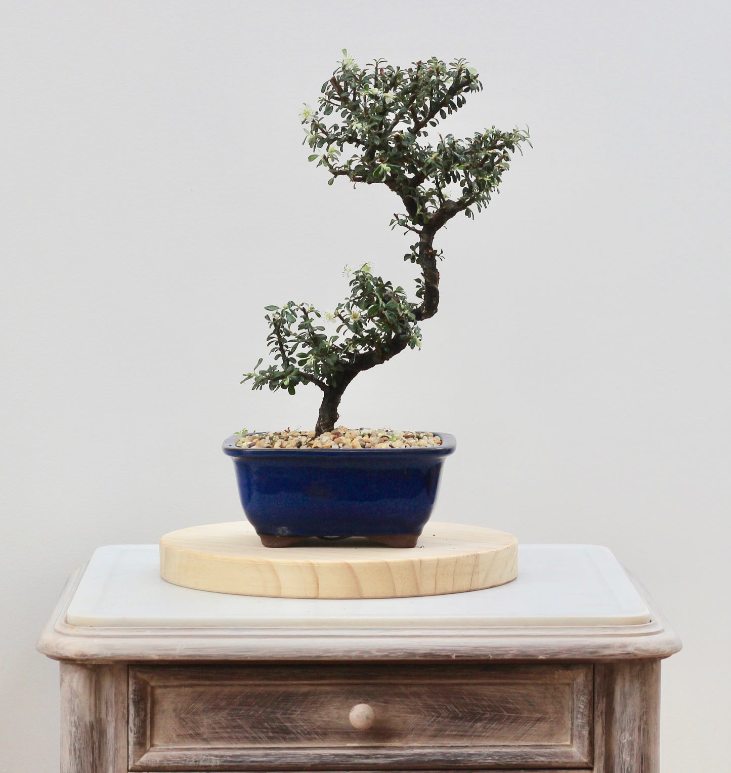 Bonsai - Flowering Cotoneaster - Valera - 32cm