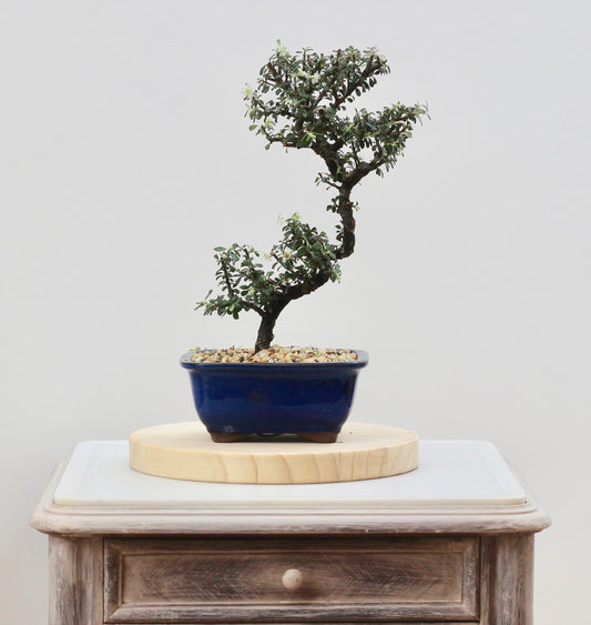Bonsai - Flowering Cotoneaster - Valera - 32cm