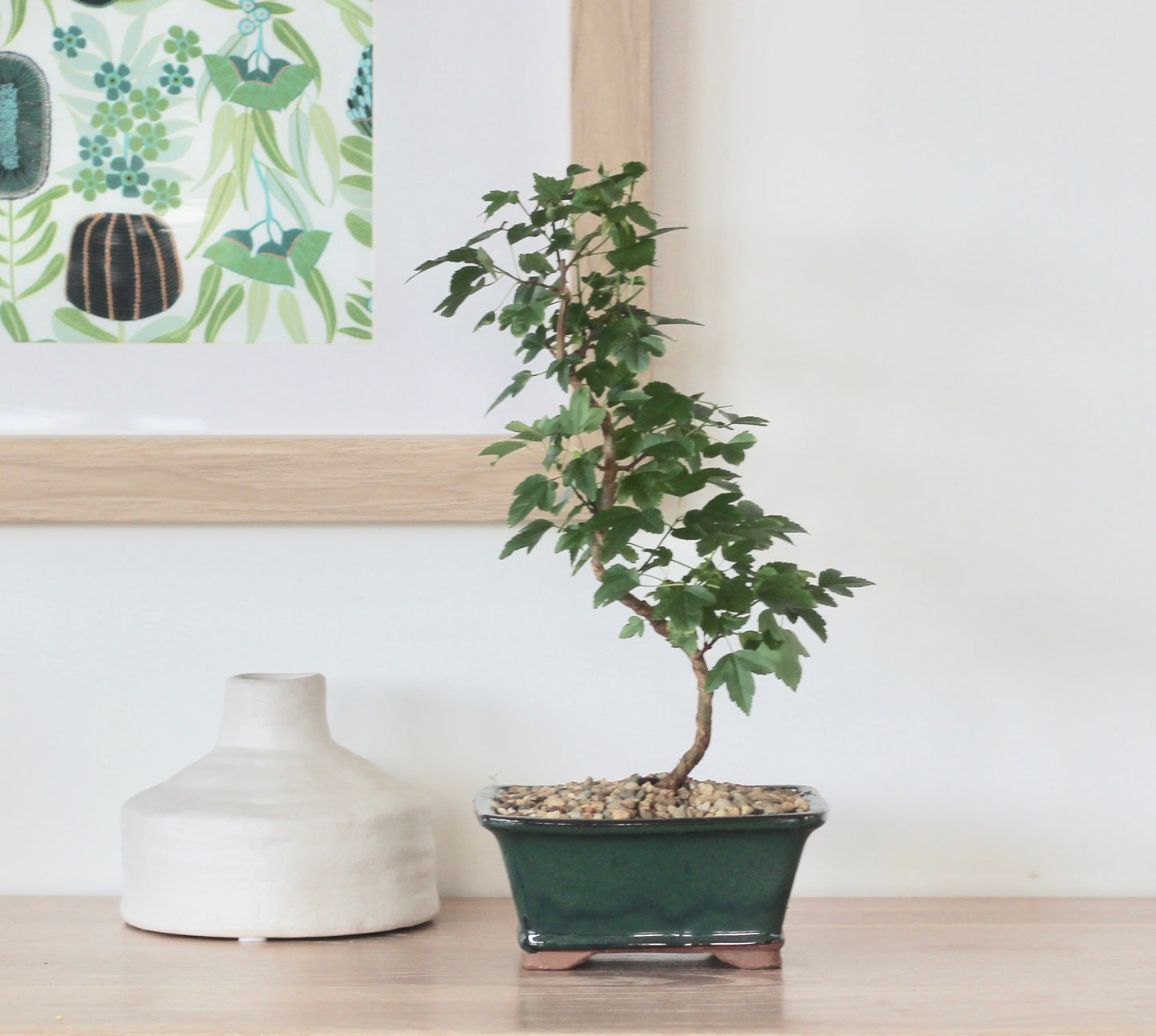 Bonsai - Trident Maple - Reggie - 35cm