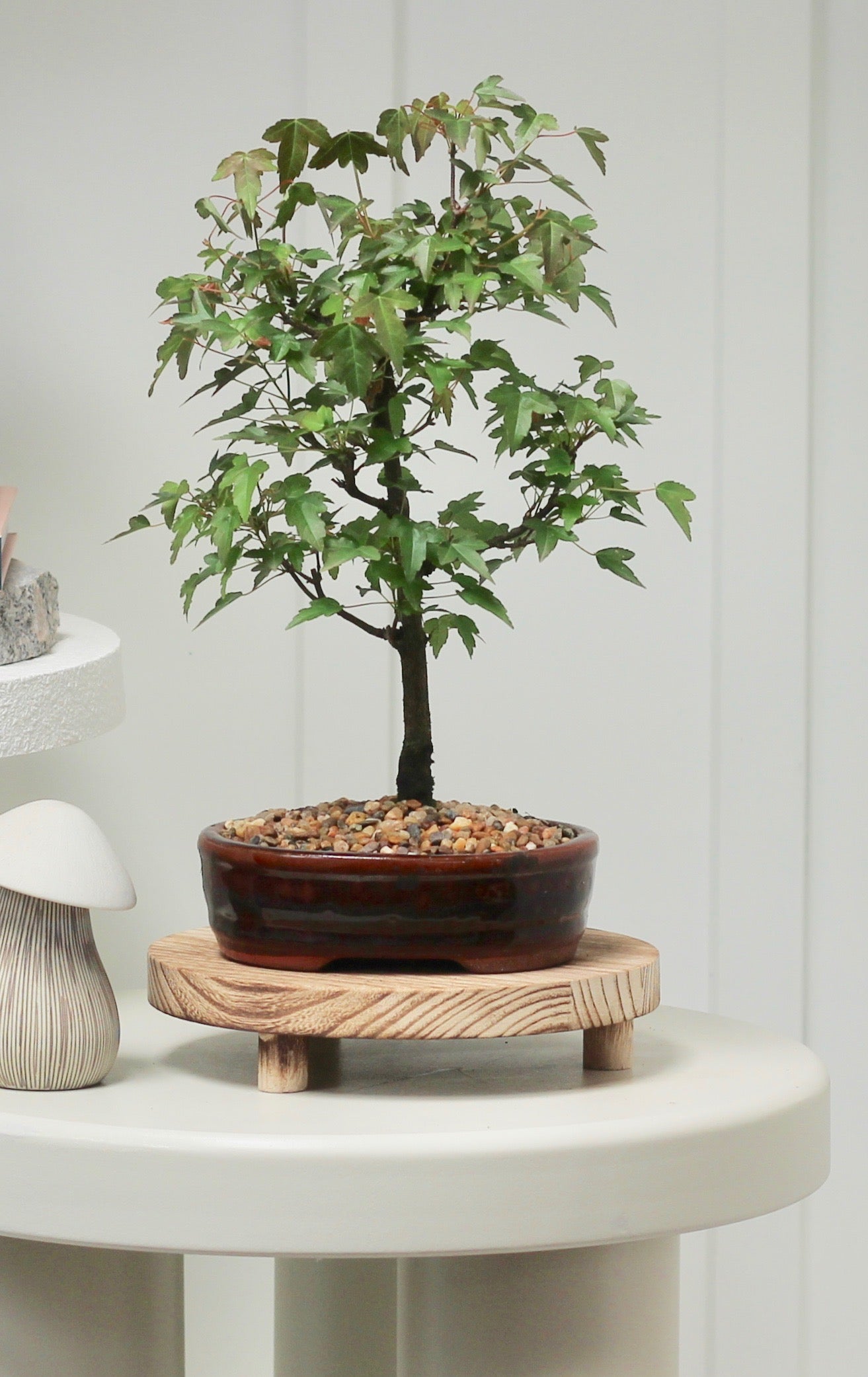 Bonsai - Trident Maple - Harrison - 34cm