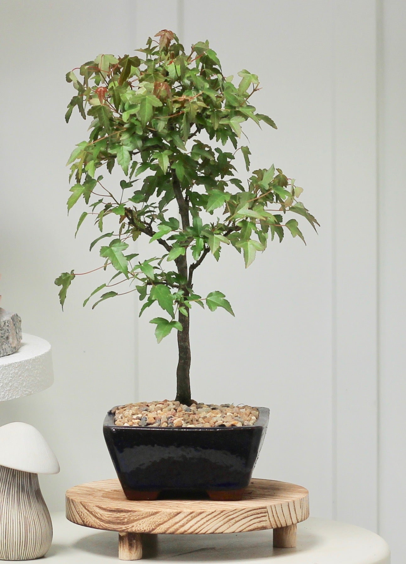Bonsai - Trident Maple - Ricky - 36cm