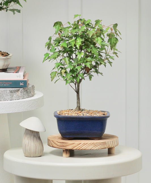Bonsai - Trident Maple - Lulu - 36cm