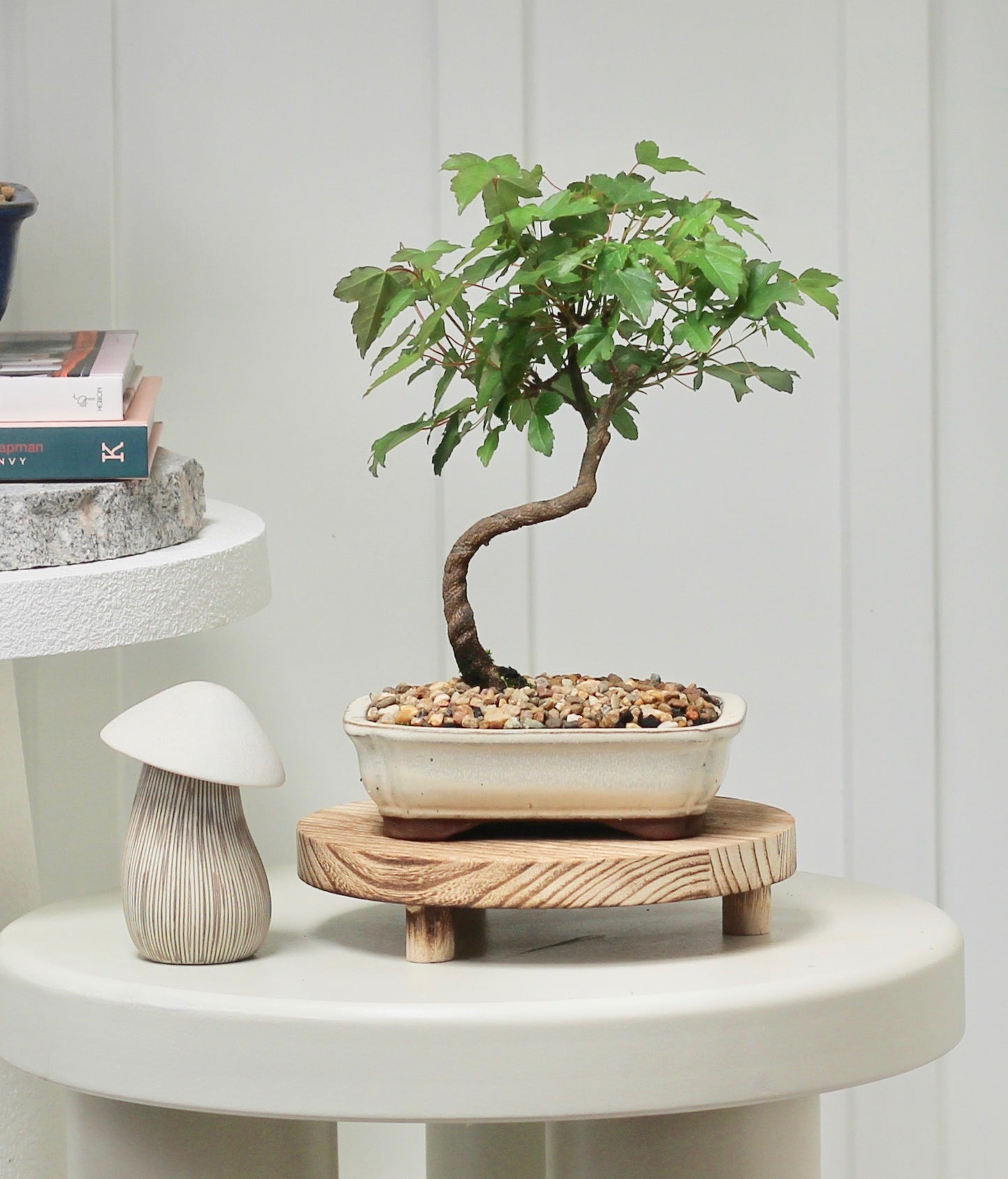 Bonsai - Trident Maple - George - 27cm