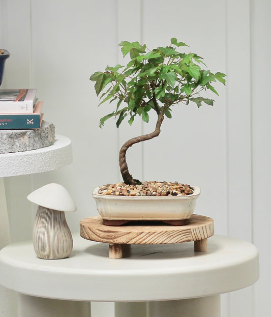 Bonsai - Trident Maple - George - 27cm
