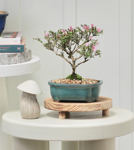 Bonsai - Serissa - Pink Flowering - 25cm