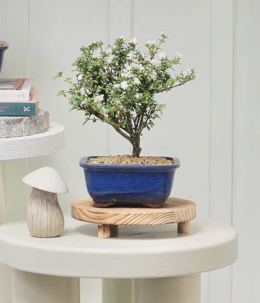 Bonsai - Serissa - White Flowering - 25cm