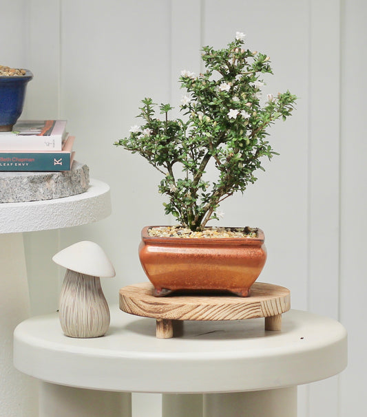 Bonsai - Serissa - White Flowering - 25cm