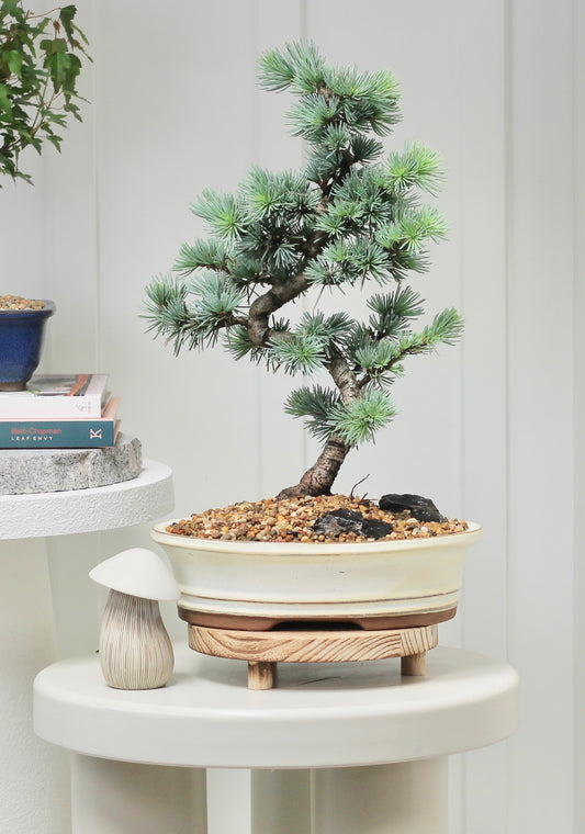 Bonsai - Blue Atlantic Cedar - Fernando - 44cm