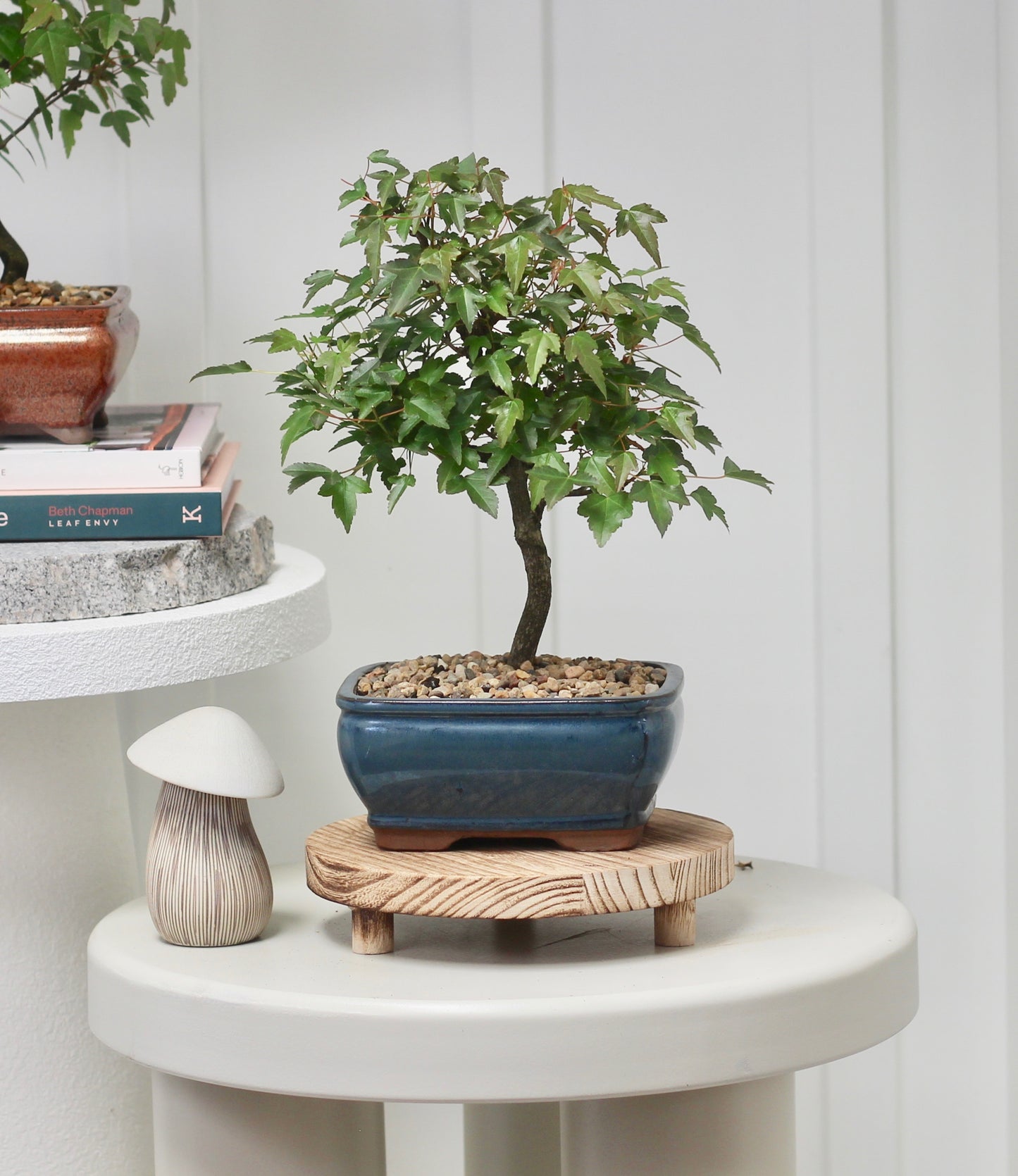 Bonsai - Trident Maple - Riri- 30cm