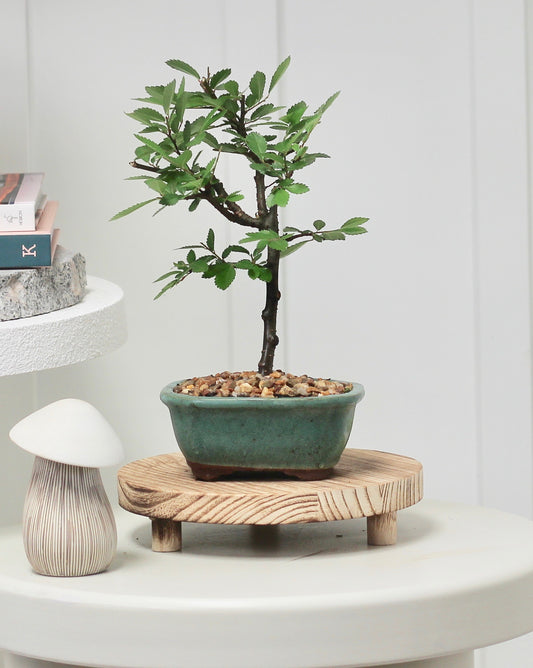 Bonsai - Cork Bark Chinese Elm - Hannah - 24cm