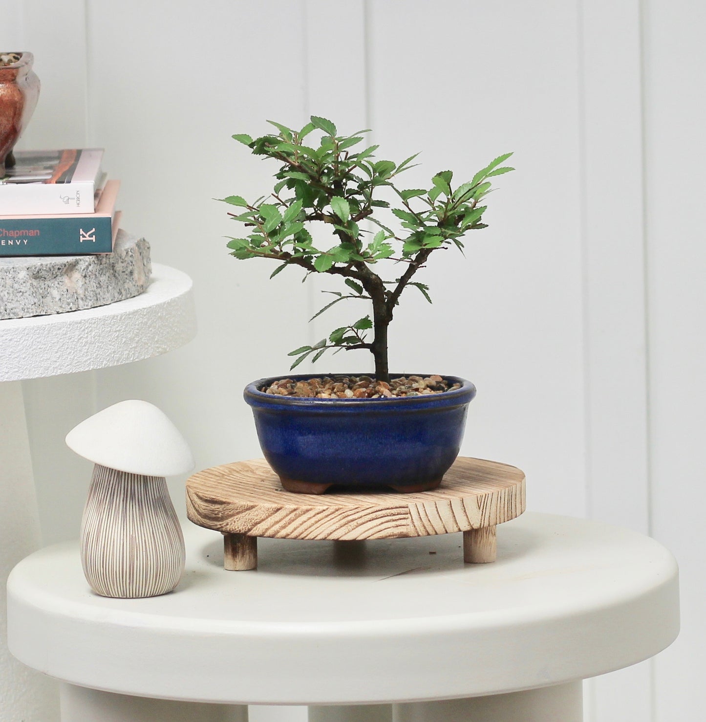 Bonsai - Cork Bark Chinese Elm - Leo  - 24cm