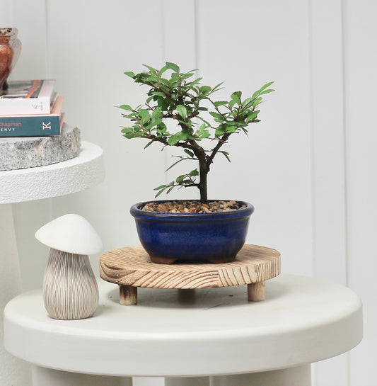 Bonsai - Cork Bark Chinese Elm - Leo  - 24cm