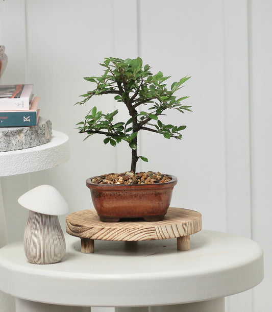 Bonsai - Cork Bark Chinese Elm - Danny - 24cm