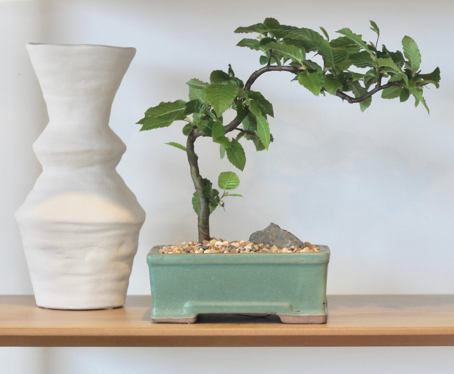Bonsai - Hornbeam - Fred - 25cm