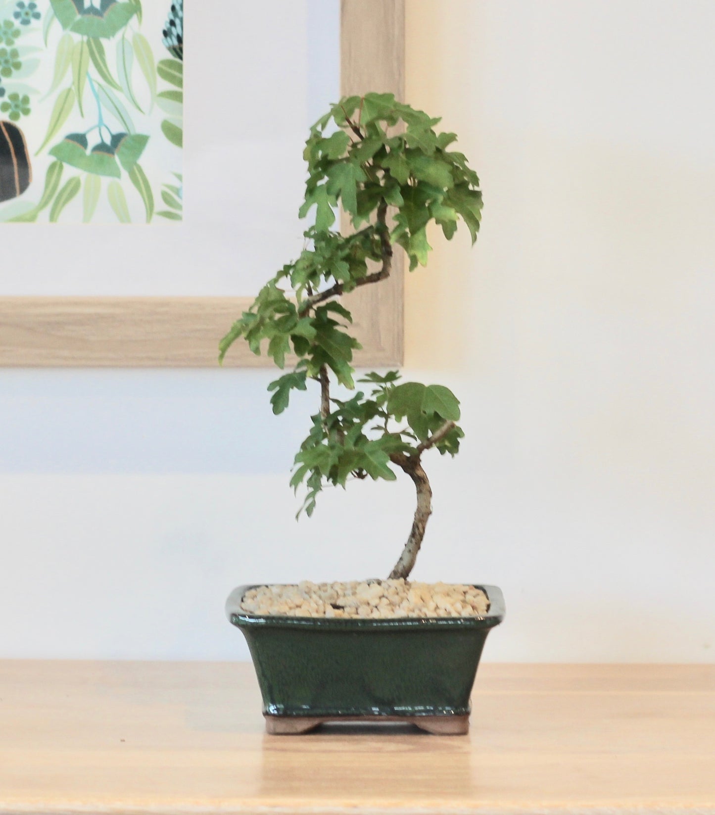 Bonsai - Acer Maple - Fran- 35cm