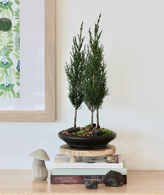 Bonsai - Conifer Forest Setting - 24cm