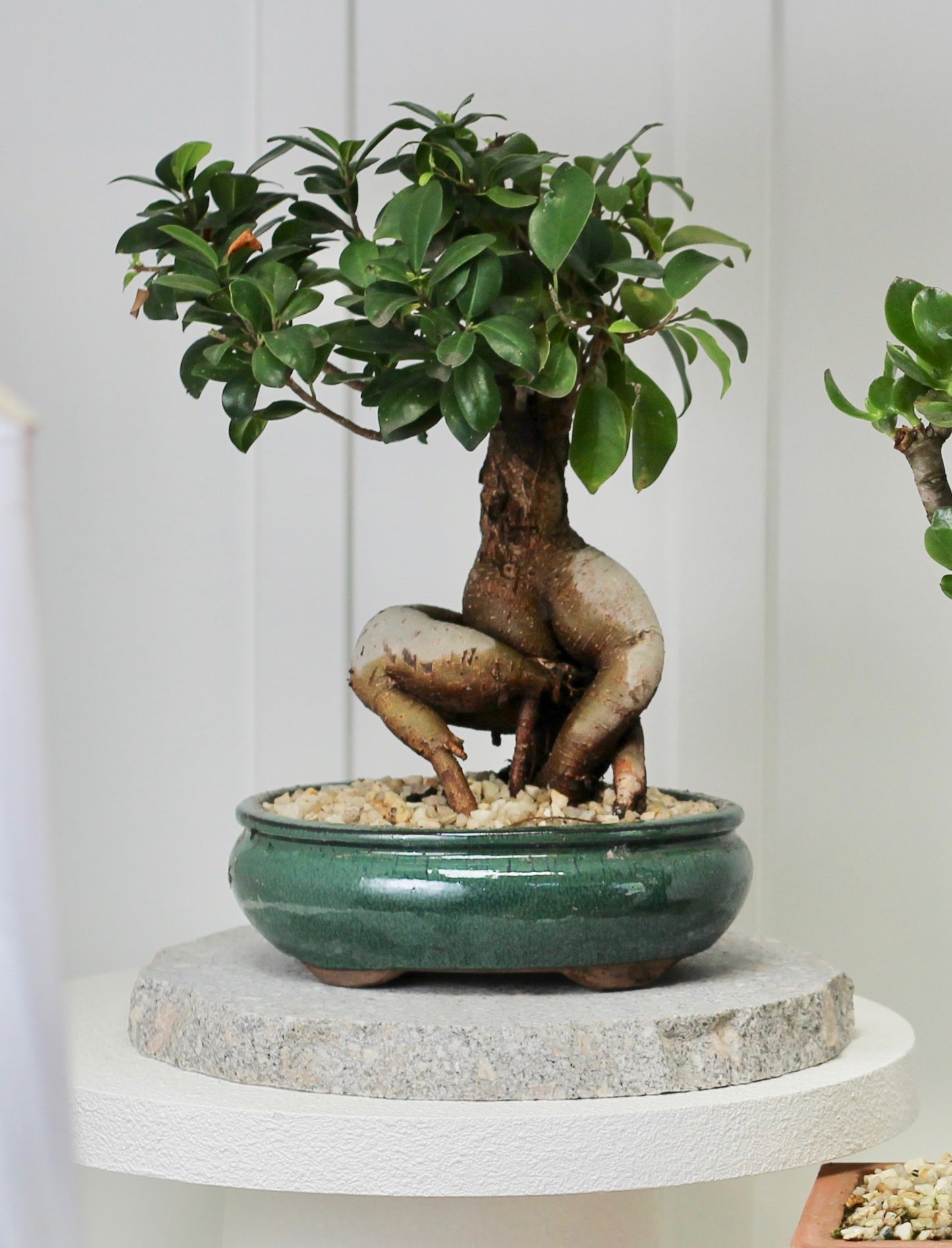 Bonsai - Pot Belly Fig - Olivia - 35cm
