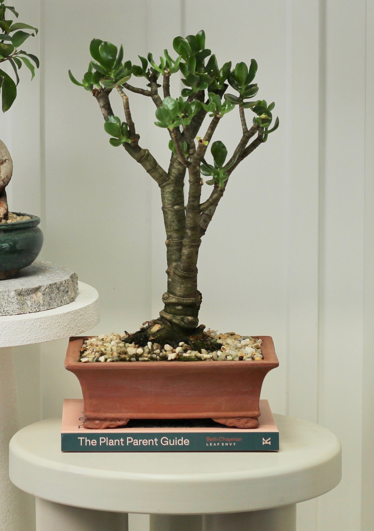 Bonsai - Crassula Ovata - Mason- 46cm