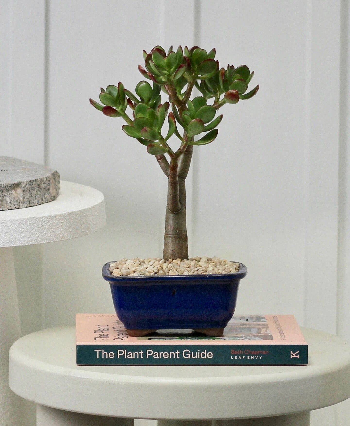 Bonsai - Crassula Ovata - Mason - 25cm