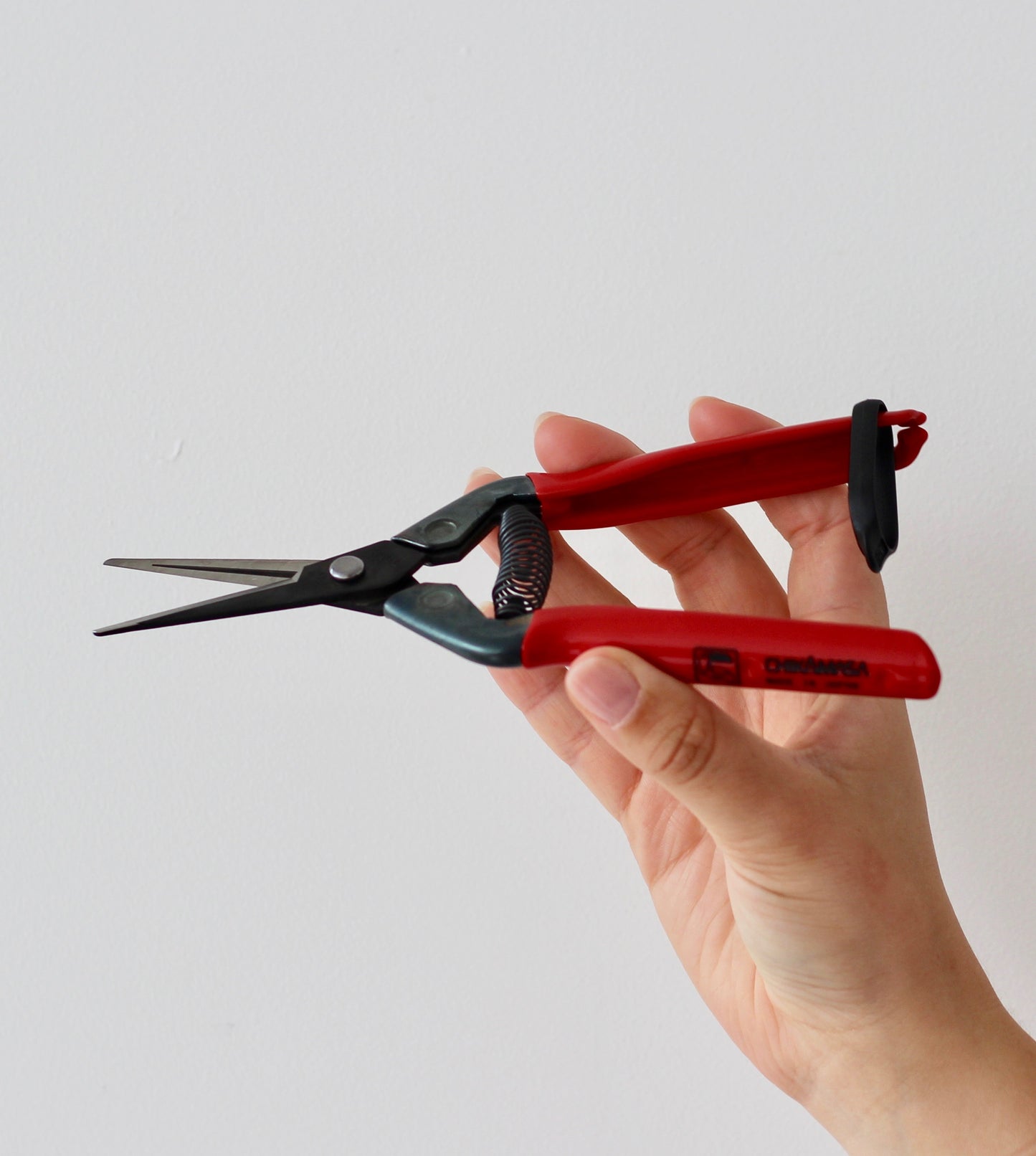 Bonsai Starter Kit - Ficus Green Island - グリーンアイランドフィカ - 16cm