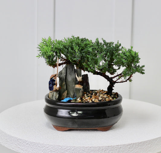 Bonsai - Juniper with Fisherman Setting - 18cm