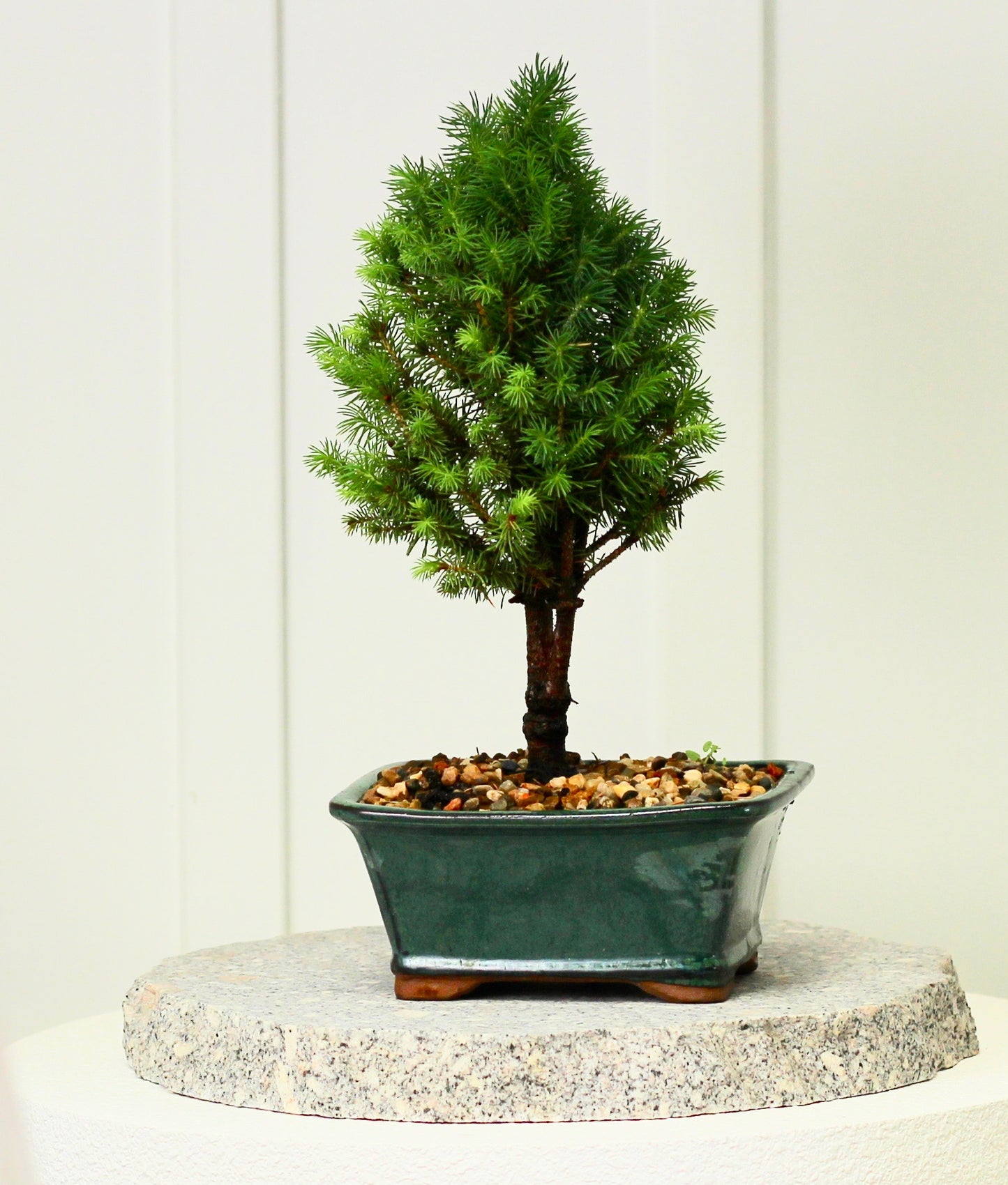 Bonsai- Picea - ピセア - Ollie - 30cm
