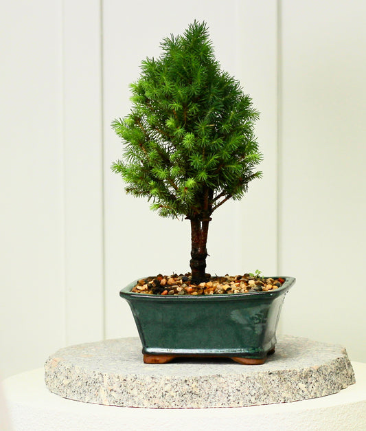 Bonsai- Picea - ピセア - Ollie - 30cm
