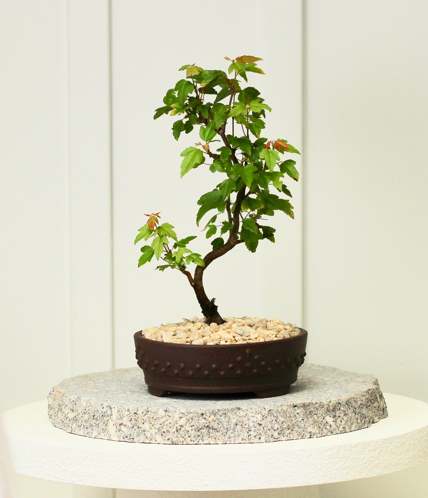 Bonsai - Trident Maple - Hannah - 30cm