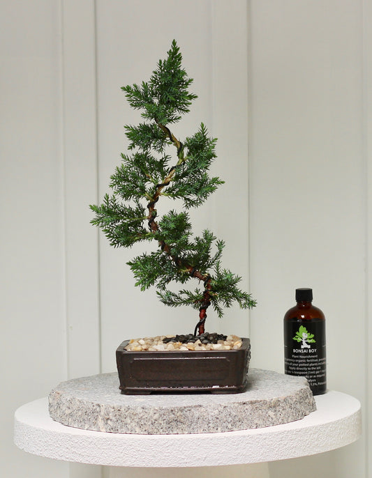 Bonsai - Juniper- Annie - 28cm