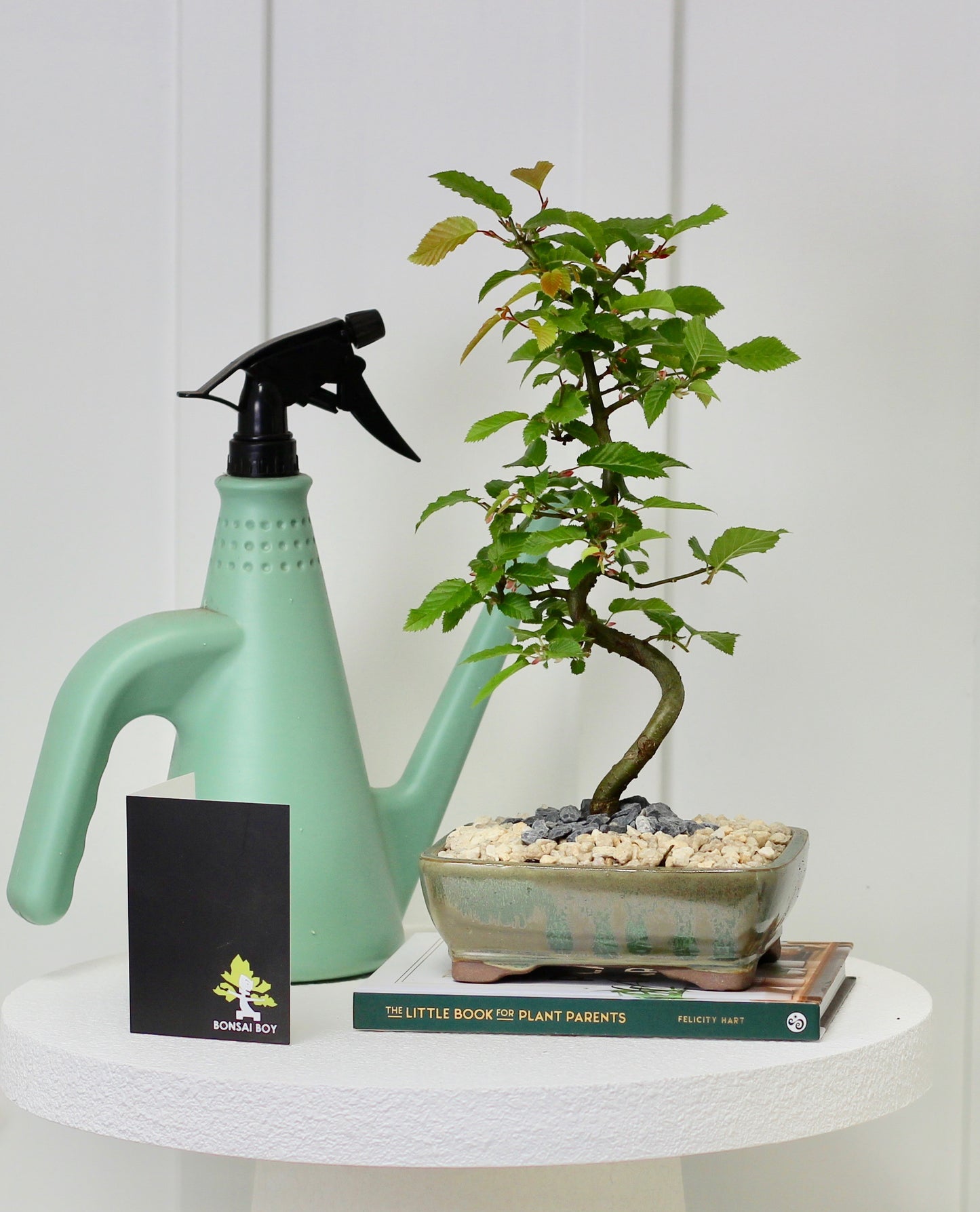 Bonsai - Hornbeam - Ginny - 25cm