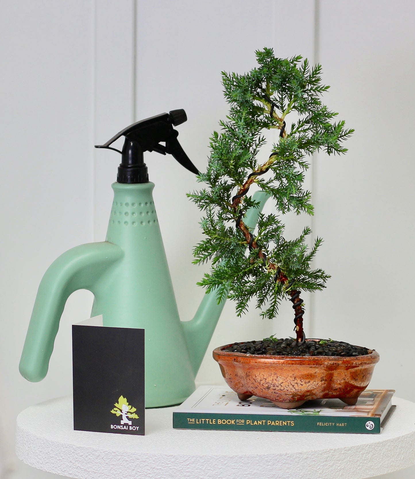 Bonsai - Juniper - Polly - 35cm