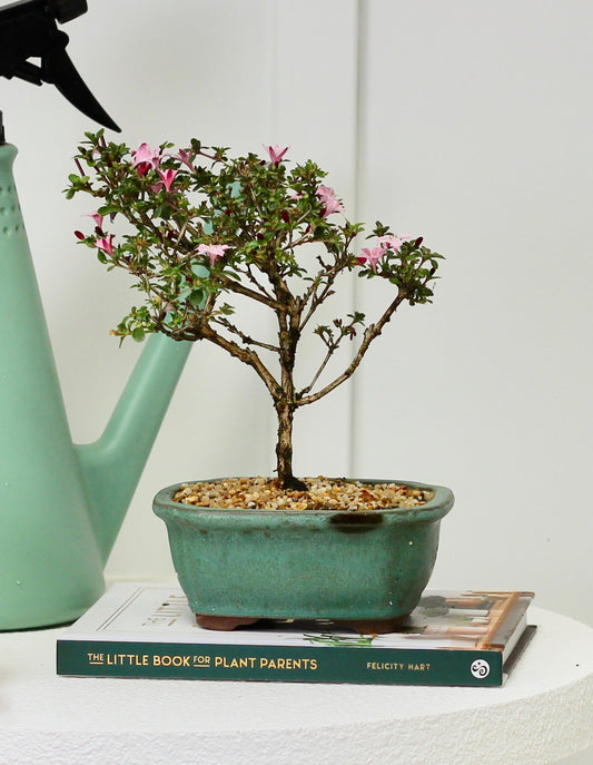 Bonsai - Serissa - Pink Flowering - Bindi - 25cm
