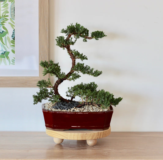 Bonsai - Juniper - Penny - 40cm