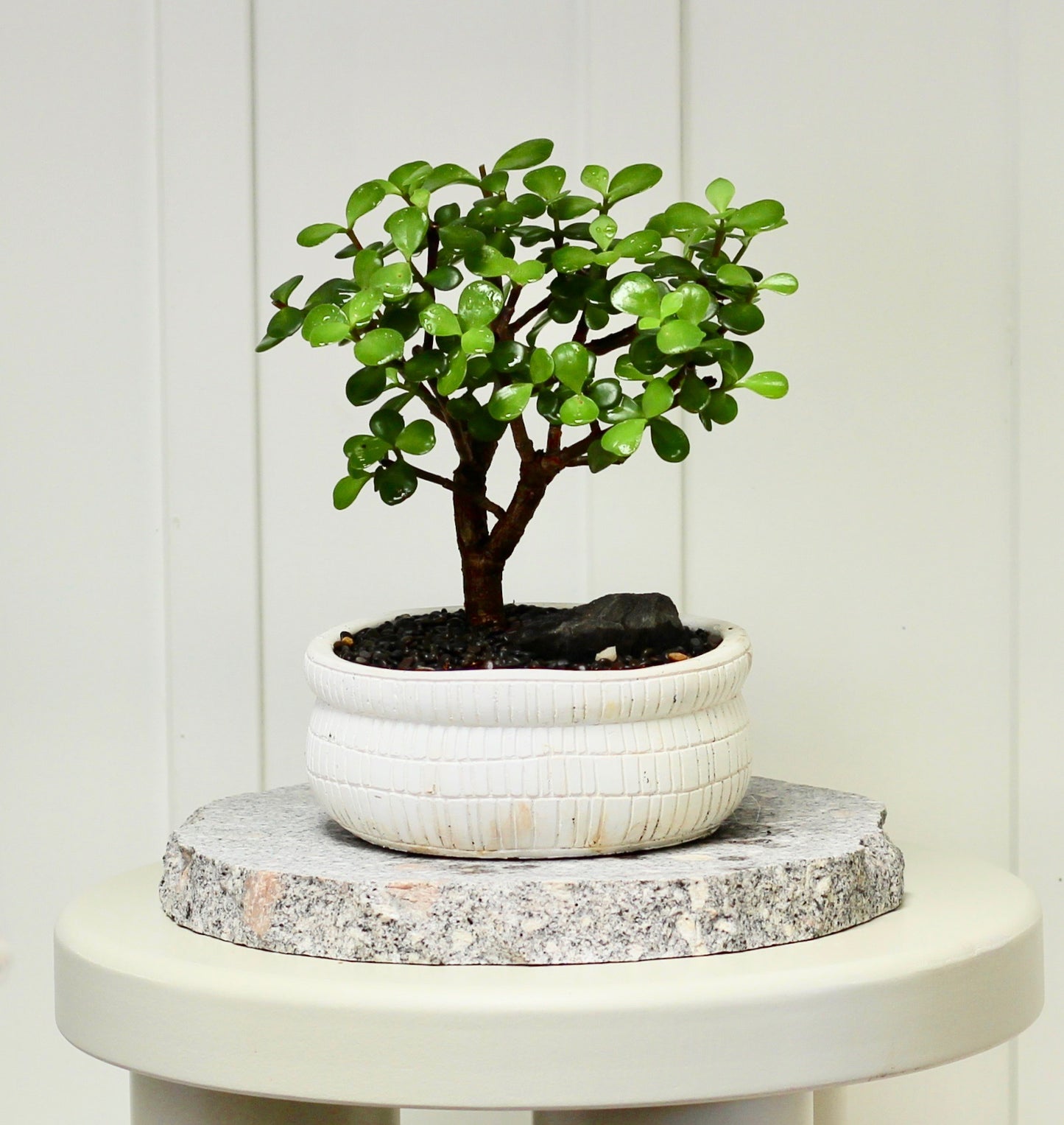 Bonsai - Crassula Ovata - Reggie - 25cm